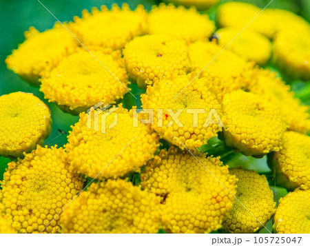 初夏の花壇　黄色いかわいい小花 105725047