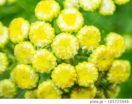 初夏の花壇　黄色いかわいい小花 105725048