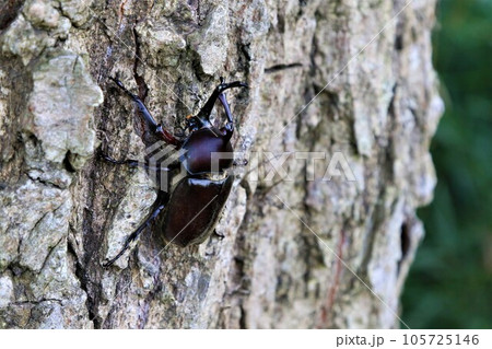 夏の猛暑で有名な鳩山町愛郷の里の雑木林に生息しているカブトムシのオス 105725146