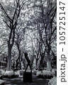 仙台定禅寺通り_2023年_赤外線写真 105725147