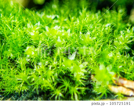 ミクロの世界　まるで熱帯ジャングルの様な苔のクローズアップ 105725191