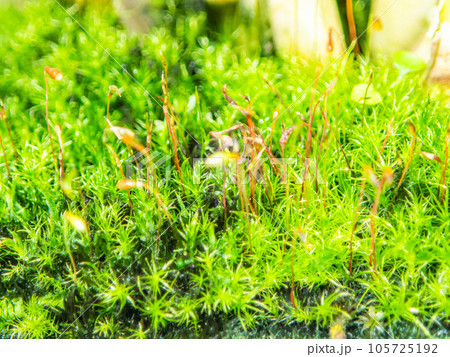 ミクロの世界　まるで熱帯ジャングルの様な苔のクローズアップ 105725192