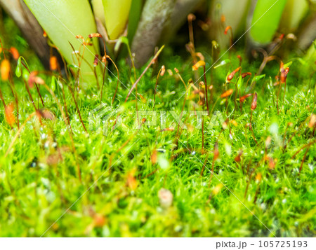 ミクロの世界　まるで熱帯ジャングルの様な苔のクローズアップ 105725193