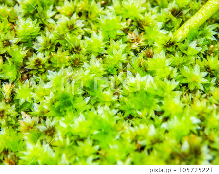 ミクロの世界　まるで熱帯ジャングルの様な苔のクローズアップ 105725221