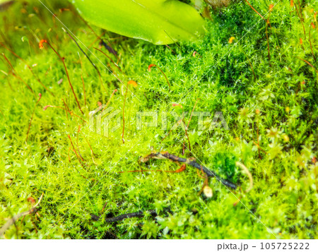 ミクロの世界　まるで熱帯ジャングルの様な苔のクローズアップ 105725222