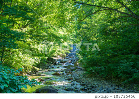 湯檜曽川に入る沢 湯吹きの滝上流 真夏の風景 みなかみ町 湯檜曽川に入る沢 湯吹きの滝上流 真夏の風景 みなかみ町 105725456