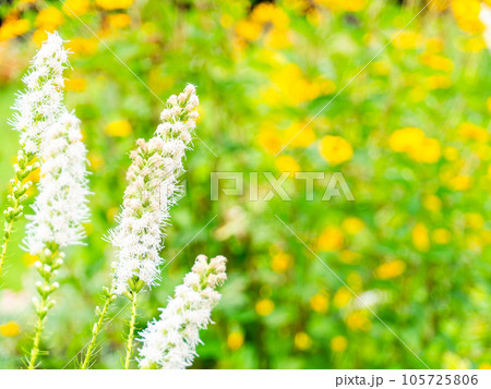 初夏の美しい花 白いリアトリスの繊細な花 初夏の美しい花 白いリアトリスの繊細な花 105725806