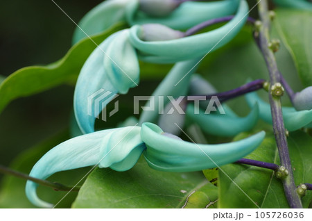 ヒスイカズラの花 105726036