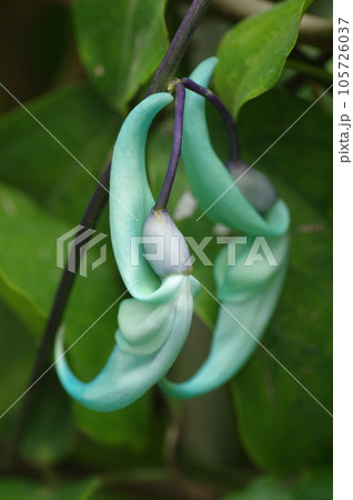 ヒスイカズラの花 ヒスイカズラの花 105726037