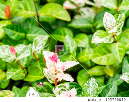 初夏のかわいい植物　若葉がピンクのかわいい草 105726039