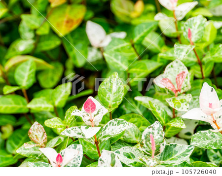 初夏のかわいい植物 若葉がピンクのかわいい草 初夏のかわいい植物 若葉がピンクのかわいい草 105726040