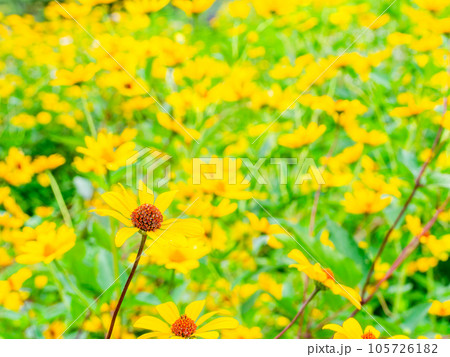 初夏の美しい花 黄色いキクイモモドキの花畑 初夏の美しい花 黄色いキクイモモドキの花畑 105726182
