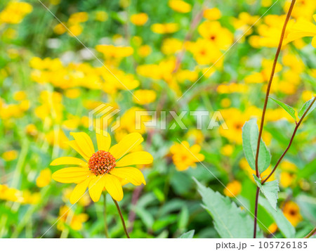 初夏の美しい花 黄色いキクイモモドキの花畑 初夏の美しい花 黄色いキクイモモドキの花畑 105726185
