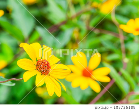 初夏の美しい花 黄色いキクイモモドキの花畑 初夏の美しい花 黄色いキクイモモドキの花畑 105726189
