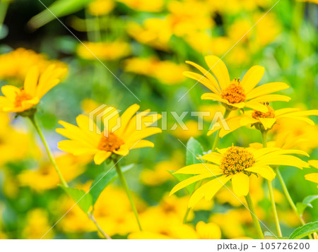 初夏の美しい花 黄色いキクイモモドキの花畑 初夏の美しい花 黄色いキクイモモドキの花畑 105726200