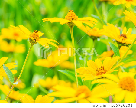 初夏の美しい花　黄色いキクイモモドキの花畑 105726201