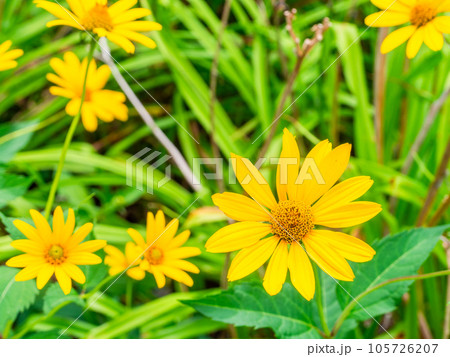 初夏の美しい花　黄色いキクイモモドキの花畑 105726207