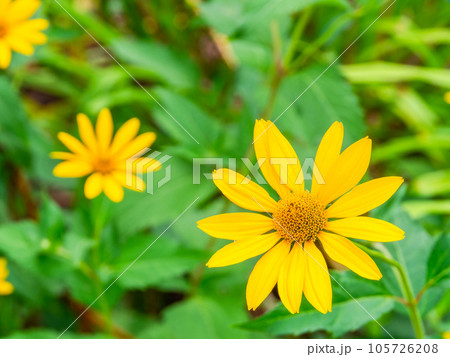 初夏の美しい花 黄色いキクイモモドキの花畑 初夏の美しい花 黄色いキクイモモドキの花畑 105726208