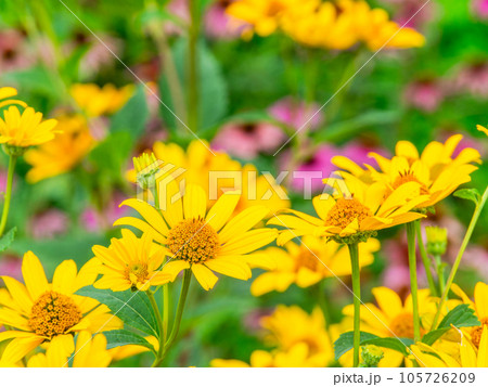 初夏の美しい花 黄色いキクイモモドキの花畑 初夏の美しい花 黄色いキクイモモドキの花畑 105726209