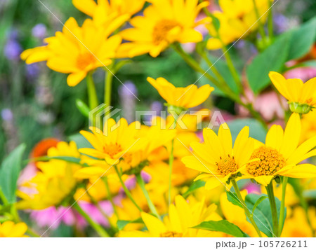 初夏の美しい花 黄色いキクイモモドキの花畑 初夏の美しい花 黄色いキクイモモドキの花畑 105726211