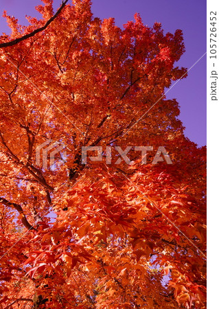 燃えるようなトウカエデの紅葉 燃えるようなトウカエデの紅葉 105726452