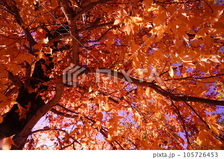 燃えるようなトウカエデの紅葉 燃えるようなトウカエデの紅葉 105726453