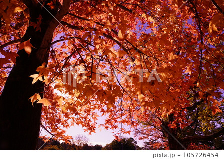 燃えるようなトウカエデの紅葉 燃えるようなトウカエデの紅葉 105726454
