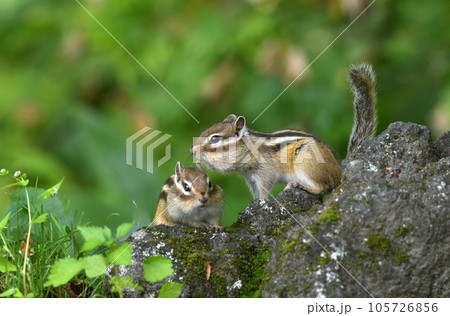 エゾシマリス 105726856