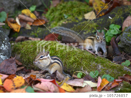 エゾシマリス 105726857