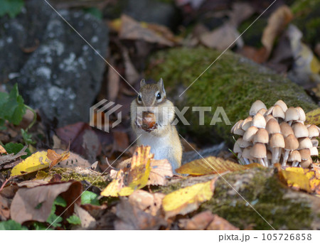 エゾシマリス 105726858