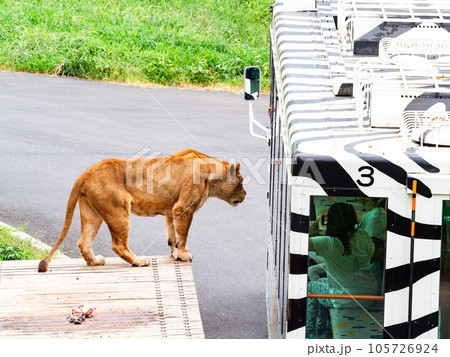 ライオンたちのくつろぐ姿 ライオンバスにすり寄る ライオンたちのくつろぐ姿 ライオンバスにすり寄る 105726924