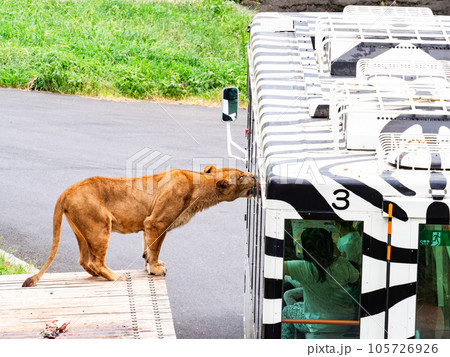 ライオンたちのくつろぐ姿 ライオンバスにすり寄る ライオンたちのくつろぐ姿 ライオンバスにすり寄る 105726926