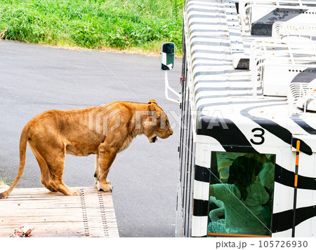 ライオンたちのくつろぐ姿　ライオンバスにすり寄る 105726930