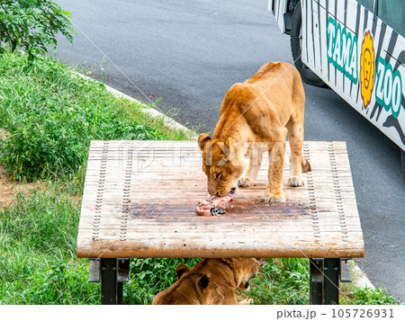 ライオンたちのくつろぐ姿　大好きな骨を齧る 105726931
