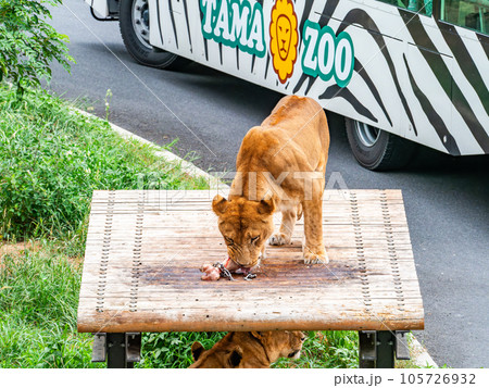 ライオンたちのくつろぐ姿　大好きな骨を齧る 105726932