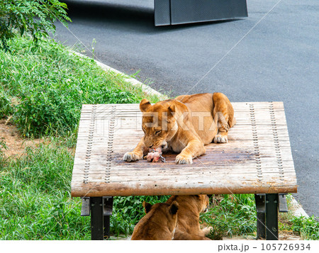 ライオンたちのくつろぐ姿 大好きな骨を齧る ライオンたちのくつろぐ姿 大好きな骨を齧る 105726934