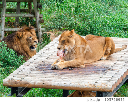 ライオンたちのくつろぐ姿　大好きな骨を齧る 105726953