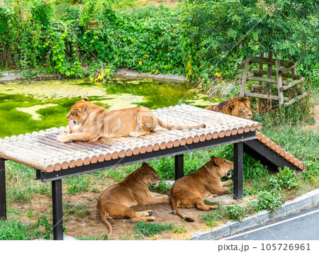 ライオンたちのくつろぐ姿 大好きな骨を齧る ライオンたちのくつろぐ姿 大好きな骨を齧る 105726961