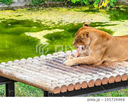 ライオンたちのくつろぐ姿　大好きな骨を齧る 105726968