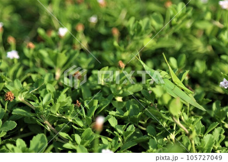 夏の猛暑で有名な鳩山町の里山に咲くイワダレソウに生息しているオンブバッタ 105727049