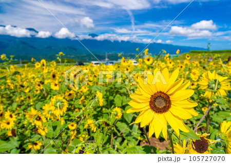 明野のひまわり畑 105727070