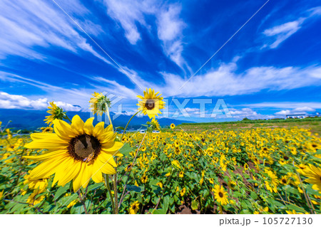 明野のひまわり畑 105727130