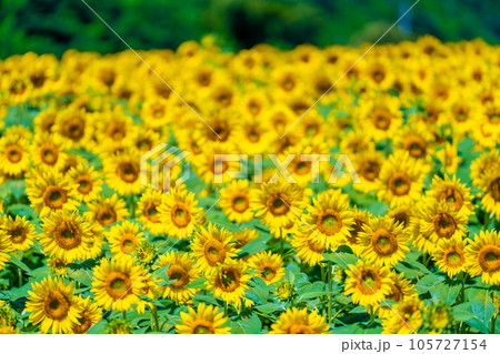 明野のひまわり畑 明野のひまわり畑 105727154