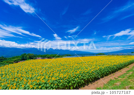 明野のひまわり畑 105727187
