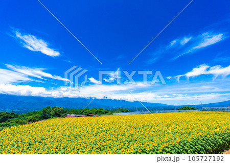 明野のひまわり畑 明野のひまわり畑 105727192