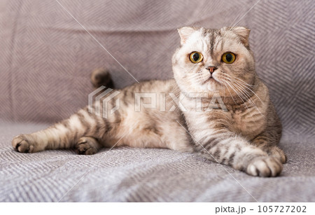 Cute gray scottish fold enjoys relaxing lying on gray sofa Cute gray scottish fold enjoys relaxing lying on gray sofa 105727202