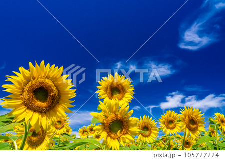 明野のひまわり畑 105727224