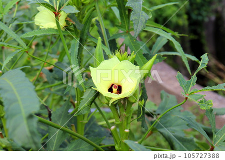オクラ　おくら　オクラの花　野菜　夏野菜　農業 105727388
