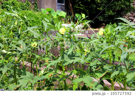 オクラ　おくら　オクラの花　野菜　夏野菜　農業 105727392