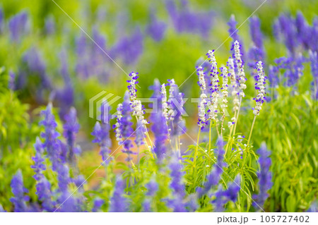 ハーブ庭園旅日記のラベンダー ハーブ庭園旅日記のラベンダー 105727402